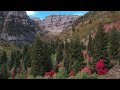 Aerial view of Fall color over forest FREE STOCK VIDEO