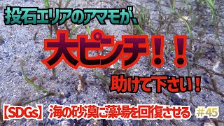 【SDGs】ヤバイ！海草アマモが魚の餌食に！ためになる豆知識コーナーで海草と海藻の違い解説します #45 #ブルーカーボン #sdgs #アマモ