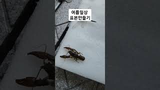 여름일상 표본만들기#건조중