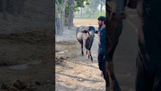 Buffalo video #shorts #shortvideo #animals