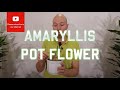 Tips and tricks Amaryllis Pot flower