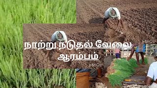 🧅நாற்று வெங்காயம் விவசாயம் Onion farming...