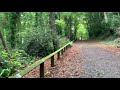 Forest walk through park in Autumn