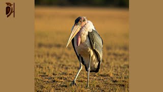 Marabou Stork- The Scavenger Bird with a Unique Appearance