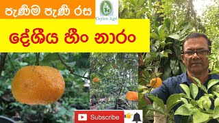 Heen Naran | පැණි රස , දේශිය හීං නාරං ගහක් ගෙදර වවා ගමු | Ceylon Agri | Episode 27