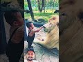 little champion pay with Lion #lion #lionfight #zoo #cute #baby #trending @Viral4U2010