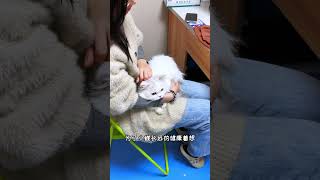 【小扶蝶的日常】可以給我家堅强的小貓一點鼓勵嗎？🥺