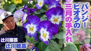 【花苗農家】長く育てたパンジー・ビオラの管理！バッサリの切り戻しは効果ない？【辻川園芸】