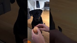 Dog Drools for Her Dessert || ViralHog