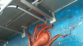 Octopus Houdini