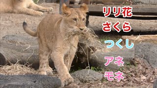 ライオンの三つ子とママと叔母のプライドです【とべ動物園】Lion Tobe Zoo