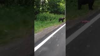 Moto Romania, route 7C (Transfăgărăşan) by Lake Vidraru - bear meeting, BMW R1150GS Adv. 15.07.2021