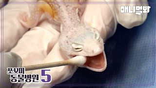 [쪼동5] 내원 환자 : 레오파드 게코 도마뱀 마리님ㅣ[Animal Hospital for Tiny Animals 5] Patient : Leopard Gecko Marie