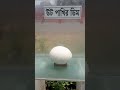 উট পাখির ডিম ostrich egg