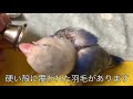 ボタンインコ シロちゃん　毛引きのその後