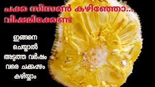 ഇങ്ങനെ ചെയ്താൽ ചക്കപ്പഴം ഒരു വർഷംവരെ കേടാകാതെ ഇരിക്കും||How to Store Jackfruit for One Year