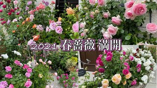 2021 春薔薇【満開】🌹✨我が家の薔薇全てお見せします😊🐻