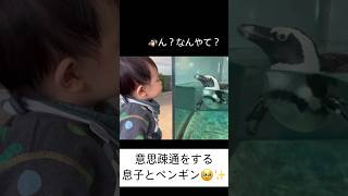 【息子とペンギン】#shorts