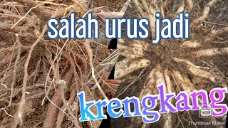 awas salah urus singkong bisa krengkang !!!!!!!!!