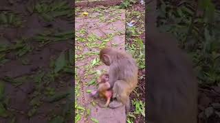 #Who is your mother !!!! #Monkey Life #monkey #dodo #MonkeyFight #FunnyMonkey #Feedingmonkey #shorts