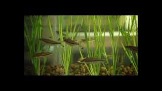 MPEDA - Activities in Ornamental Fish