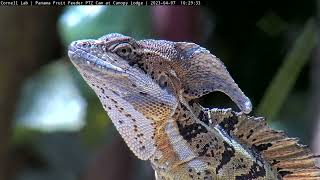 Stunning Common Basilisk Lizard Gets An Extreme Close-Up At Panama Fruit Feeder | April 7, 2023