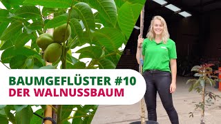 Baumgeflüster #10 | Der Walnussbaum