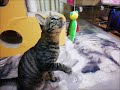 100均カシャブン　猫動画