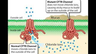 Ch15 L1 - Alleles and Dominance