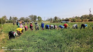 How to harvest shallots in Sisaket Thailand วิธีเก็บหอมแดง เก็บกู้หอมแดงศรีสะเกษ บ้านดวนน้อย