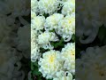 beautiful chrysanthemum flower garden flowers