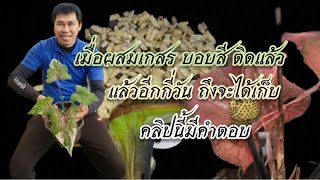 เมื่อผสมเกสรบอนสี ติดแล้ว ต้องรออีกกี่วันถึงจะได้เก็บเมล็ด   คลิปนี้มีคำตอบครับ