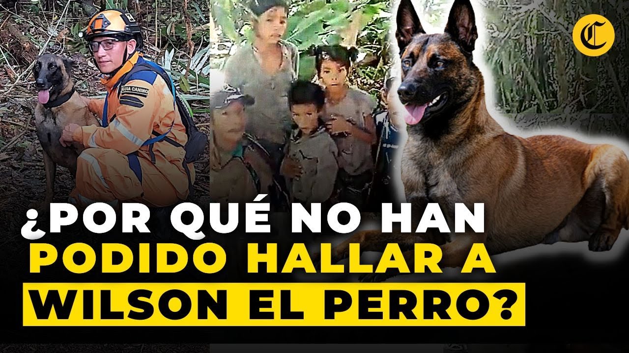 BUSCANDO A WILSON: La Posible RAZÓN Por La Que El PERRO Que Rescató A ...