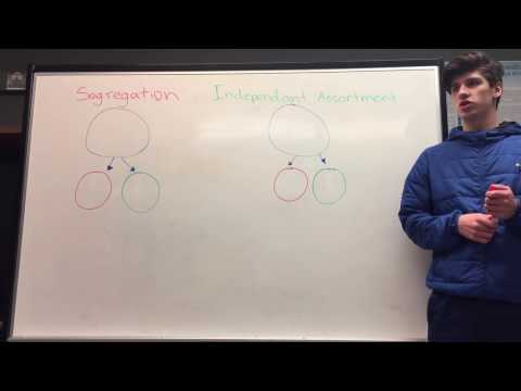 Do genes segregate independently?