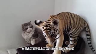 小猴子挑衅猫咪，被猫咪暴打一顿，接下来憋住别笑！