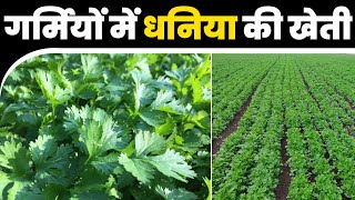 गर्मियों में धनिया की सफल खेती कैसे करें | dhaniya ki kheti | Coriander |How to grow coriander plant