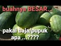 PUPUK PEMBESARAN BUAH SEMANGKA GARSONI malaysia