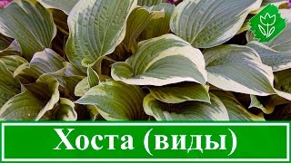 Виды и сорта хосты