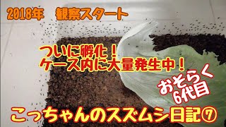 こっちゃんのスズムシ日記⑦「2018年6月10日ついに孵化」