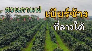 Traveling Ep51, a large coffee plantation in Southern Laos