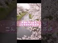 番外編。お花見さんぽ。 桜 花見 散歩 short shorts sakura cherryblossom walking