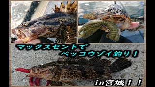 ベッコウゾイ釣り！宮城の海でロックフィッシュ釣行～