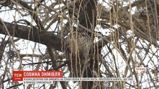 Кілька десятків сов зимують на високій вербі у центрі Чернівців