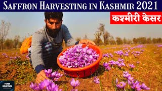 Kashmiri Saffron Harvesting in Pampore Kashmir | Kashmiri Kesar 2021 | Kashmiri Saffron Garden 2021