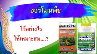 วิธีการใช้ฮอร์โมนพืช...ให้เหมาะสมและถูกวิธี