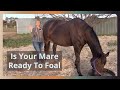 Signs Your Mare Is Close To Foaling