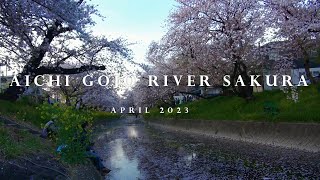 五条川の夜桜（Gojo River Sakura  at night)「愛知県」