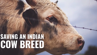 This Duo Is Saving An Indian Cow Breed From Extinction