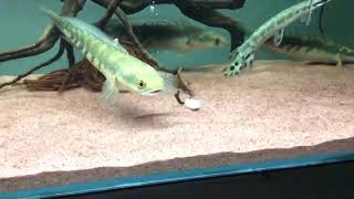 Royal Snakehead Feeding Slow Video