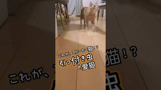 【ストーカー猫!?】引っ付き虫の可愛い愛猫。#かわいい猫 #shorts #ねこ